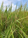 rice plants that have bear fruit and start yellowing ready to be harvested Royalty Free Stock Photo
