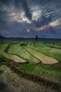 The rice plants that have just started to be planted appear to be springing green