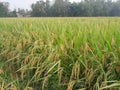 Rice plants that have started to ripen