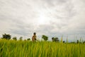 Rice plants leaf