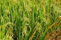 Rice plants in a paddy - Bali