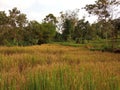 Rice plants in paddy fields that are ready to be harvested Royalty Free Stock Photo