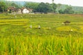 The rice plants in the paddy fields are starting to turn yellow are ready to be harvested in Bali Royalty Free Stock Photo