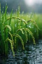Rice plants in the rain