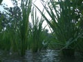 Rice plants when the rain comes.