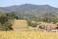 Rice plants ready for harvest at the foot of the mountains