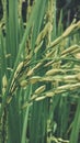 Rice plants ready to be harvested Royalty Free Stock Photo