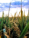 rice plants ready to be harvested Royalty Free Stock Photo