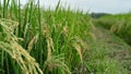 Rice plants are starting to turn yellow in the middle of beautiful rice fields