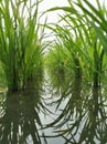 Rice plants that are still growing are green in a rice field area in the village Royalty Free Stock Photo