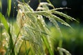 rice plants with water droplets on them in the sun