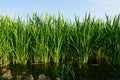 Rice plants on water field plantation. Royalty Free Stock Photo