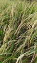 Rice plants with yellowish ripe stalks and rice grains