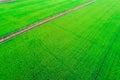 Rice planttion field aerial shot from drone