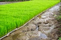 Rice is preparing for planting. Royalty Free Stock Photo