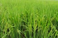 Rice produce grains, green full image area