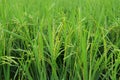 Rice produce grains, green full image area