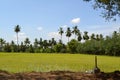 The rice production filed forming