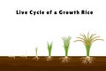 Rice products flat composition with set of images showing plant growth from sprout to tall bush