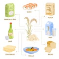 Rice Products Flat Infographics