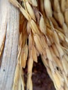 Rice ready for harvest plant agriculture Royalty Free Stock Photo