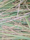 Rice ready to be threshed in the fields