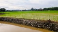 Rice Recently planted fields with irrigation
