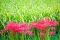 Rice and Red Spider Lilies Royalty Free Stock Photo