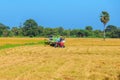 Rice, rice field, blue sky, Sri Lanka Royalty Free Stock Photo