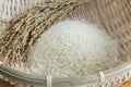 Rice and rice plants in a bamboo basket Royalty Free Stock Photo