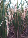 Rice in the Ricefield ready for harvest Royalty Free Stock Photo