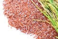 Rice's grains and ear of rice isolate on white background. Royalty Free Stock Photo