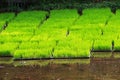 Rice sapling, rice plant at the paddy field, floating rice farm at rural in Thailand