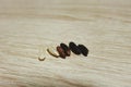 Rice seed Royalty Free Stock Photo