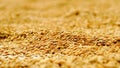 Rice dry out on roof. Royalty Free Stock Photo