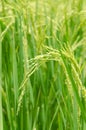 Rice seed in rice fields Royalty Free Stock Photo