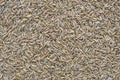 Rice seed top view Royalty Free Stock Photo