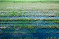 Rice seedings Royalty Free Stock Photo