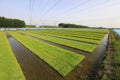Rice seedling bed Royalty Free Stock Photo