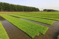 Rice seedling bed Royalty Free Stock Photo