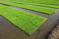 Rice seedling bed Royalty Free Stock Photo