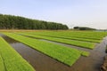 Rice seedling bed Royalty Free Stock Photo