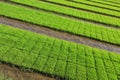 Rice seedling bed Royalty Free Stock Photo