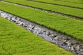 Rice seedling bed Royalty Free Stock Photo