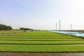 Rice seedling bed Royalty Free Stock Photo