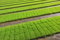 Rice seedling bed Royalty Free Stock Photo