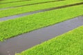 Rice seedling bed Royalty Free Stock Photo
