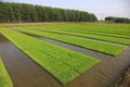 Rice seedling bed Royalty Free Stock Photo