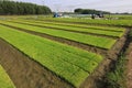 Rice seedling bed Royalty Free Stock Photo