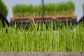 Rice seedling in the box Royalty Free Stock Photo